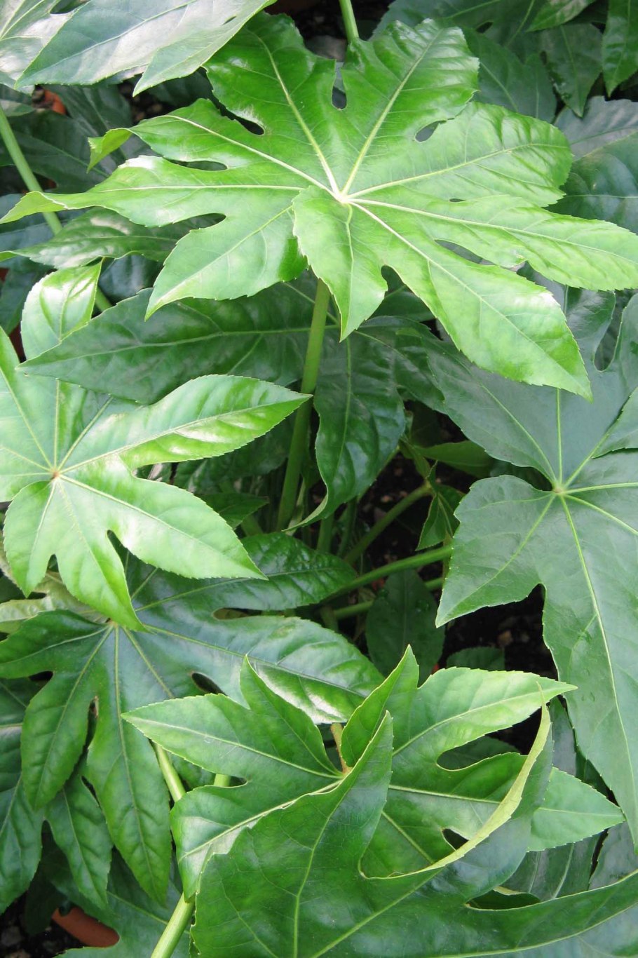 Фатсия variegata Spiderweb
