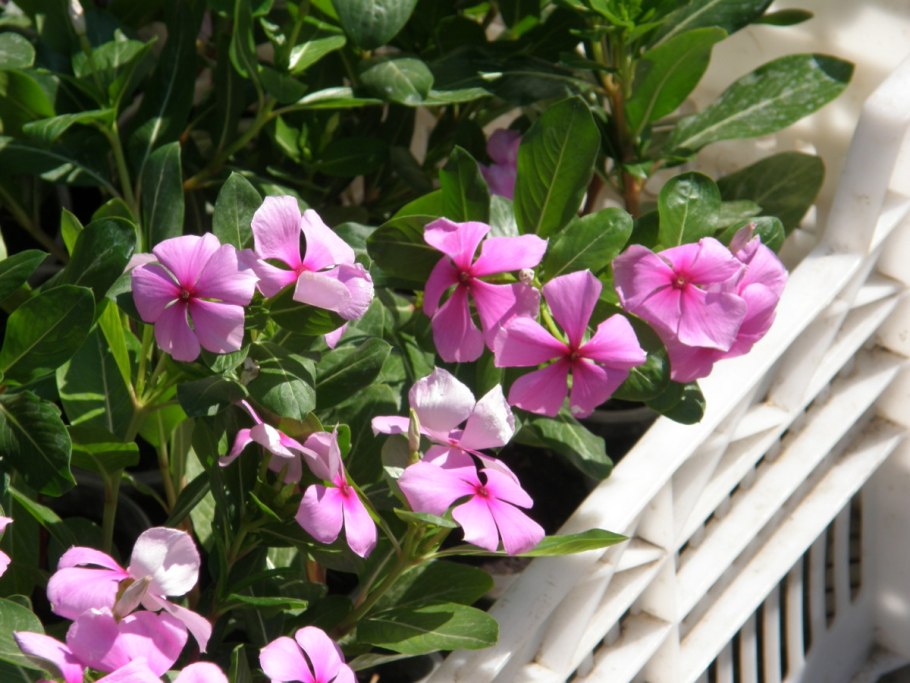 Catharanthus roseus Vinca