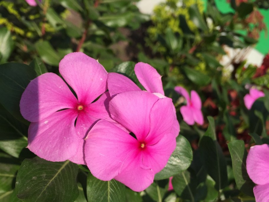 Catharanthus roseus Vinca