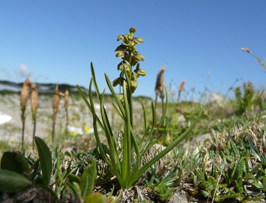 Dichapetalum filicaule