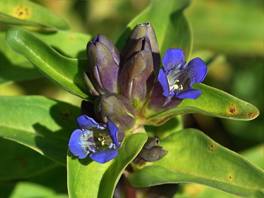 Aristea Major