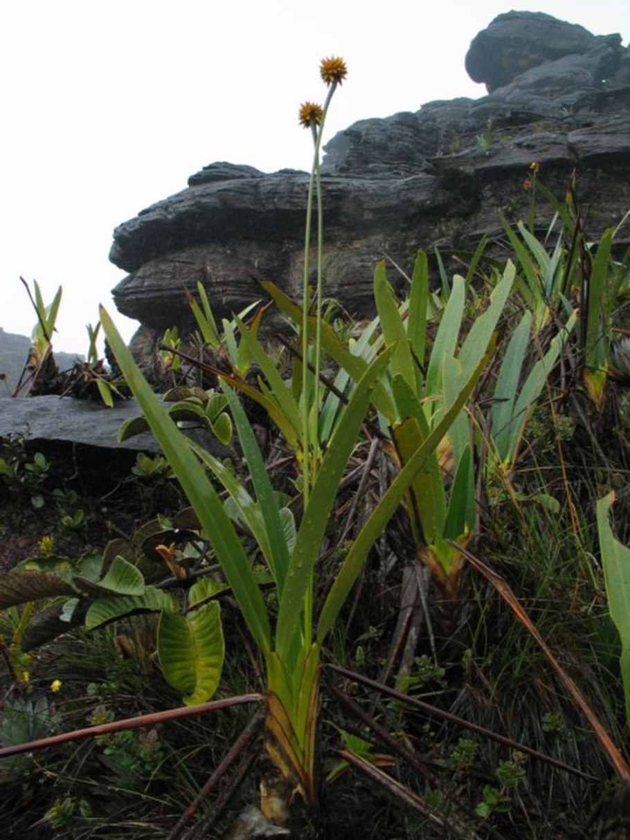 Стеголепис Гвианский Stegolepis guianensis
