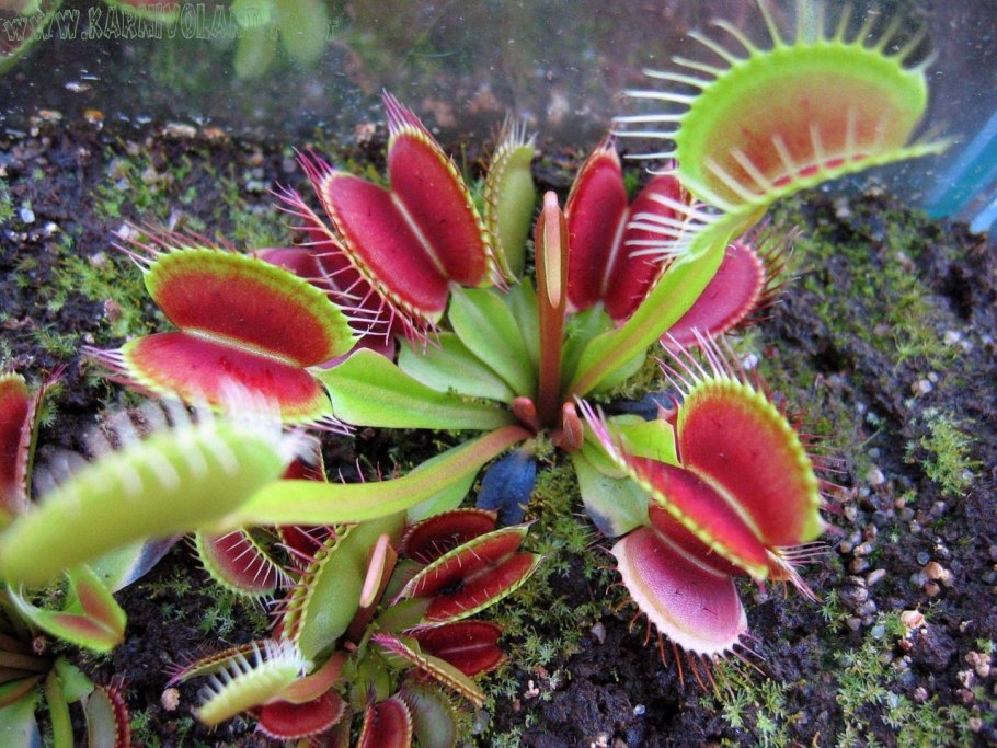 Птеридофиллум Pteridophyllum