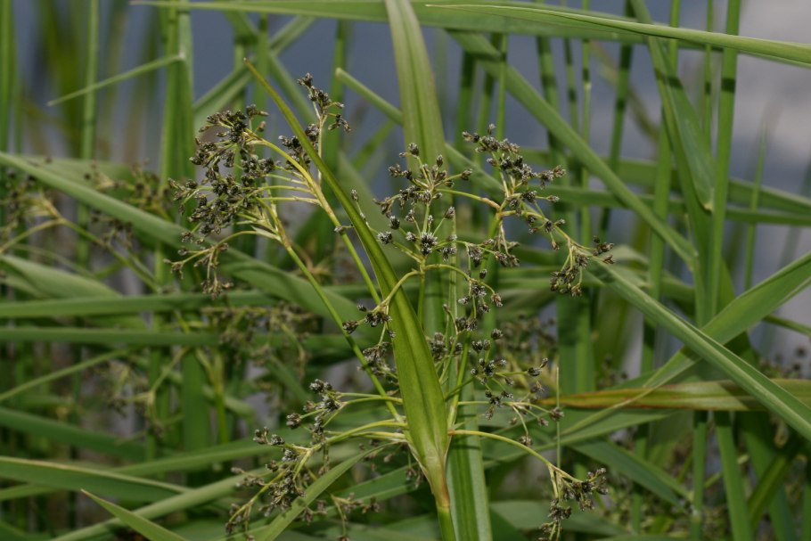 Камыш лесной (scirpus sylvaticus l.)