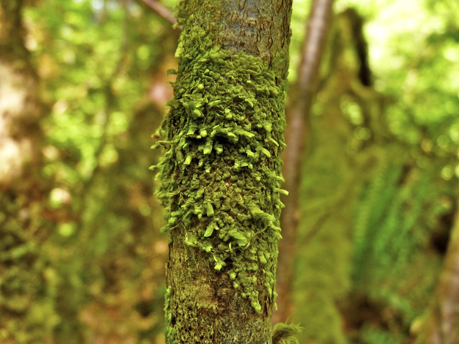 Radula perrottetii