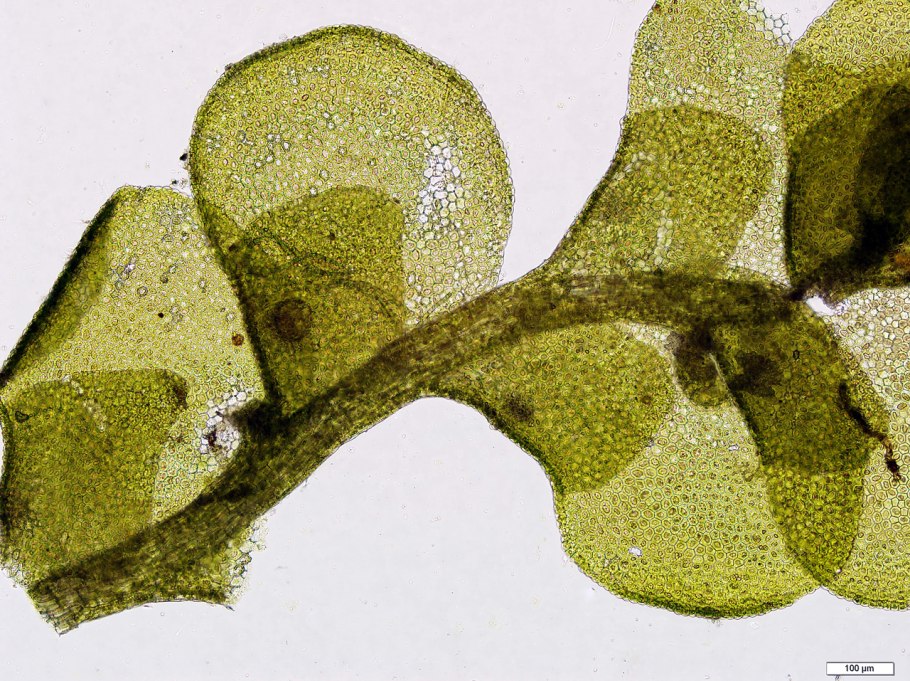 Печёночник (radula marginata)