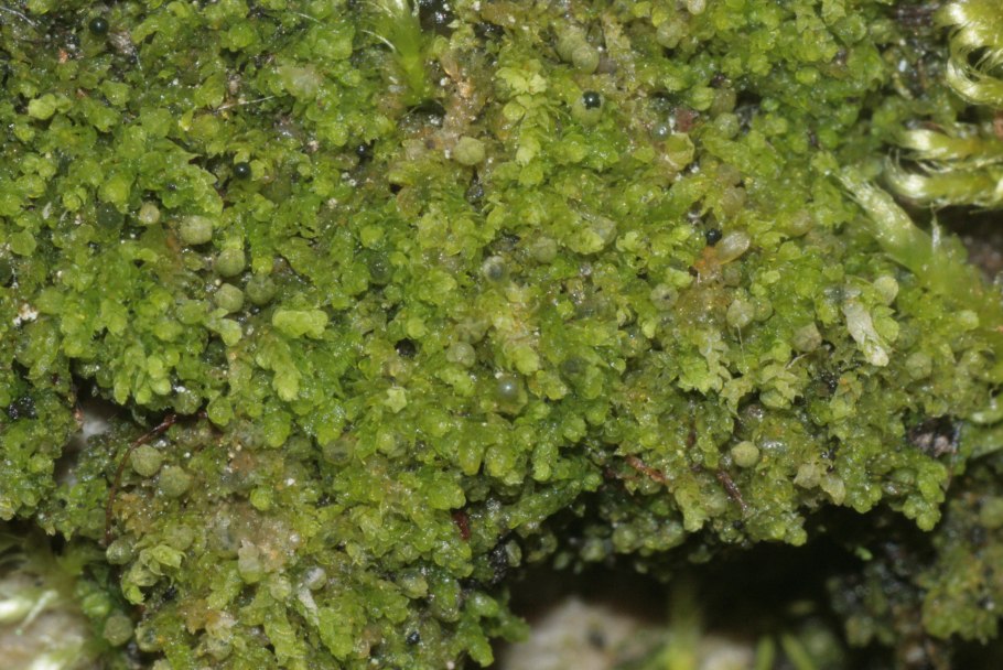 Radula marginata