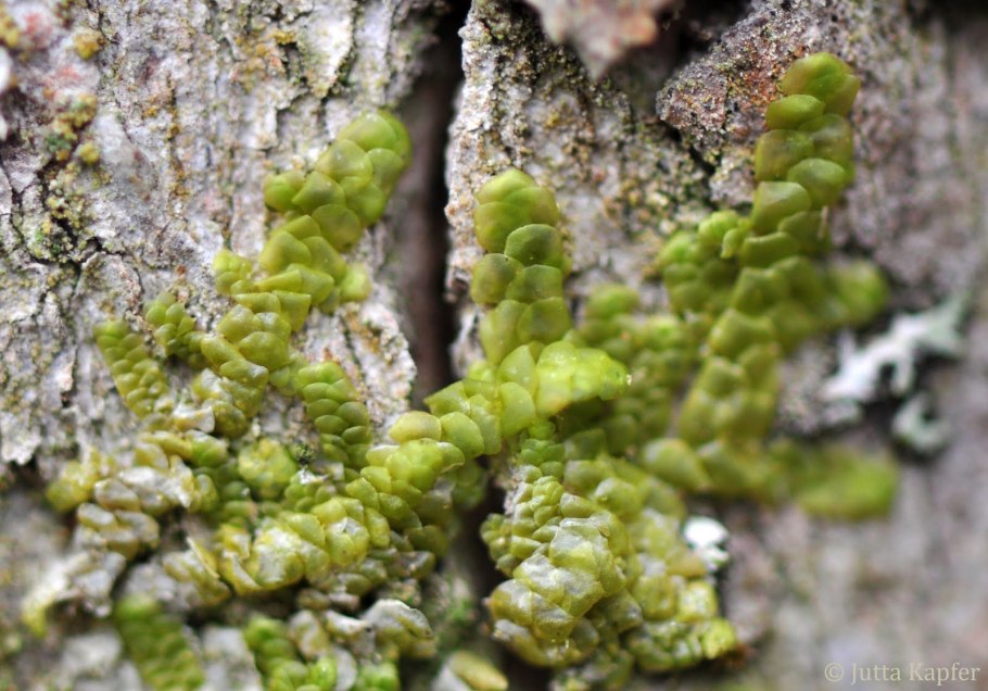 Печёночник (radula marginata)