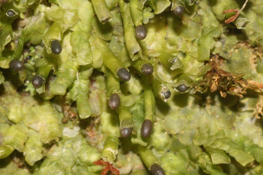 Печёночник (radula marginata)