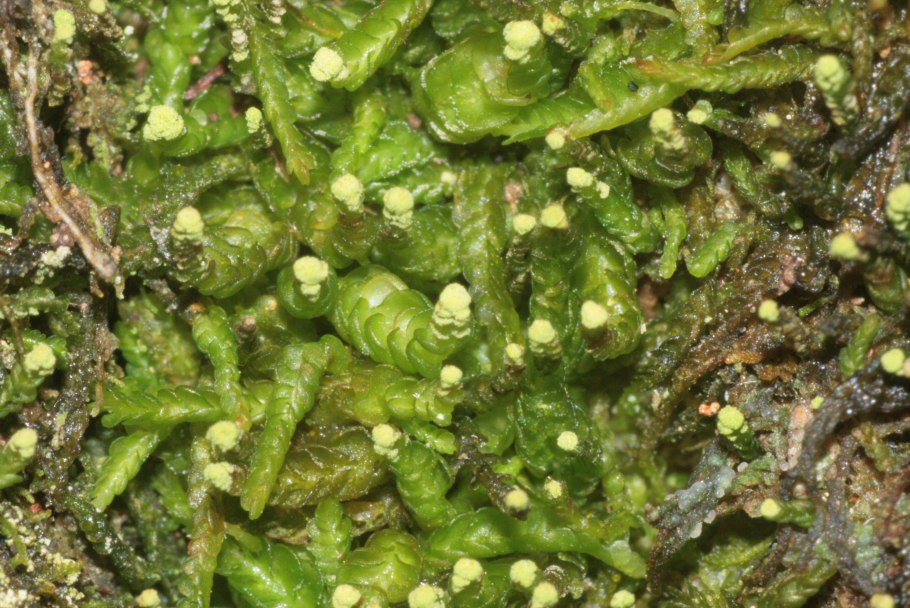 Печёночник (radula marginata)