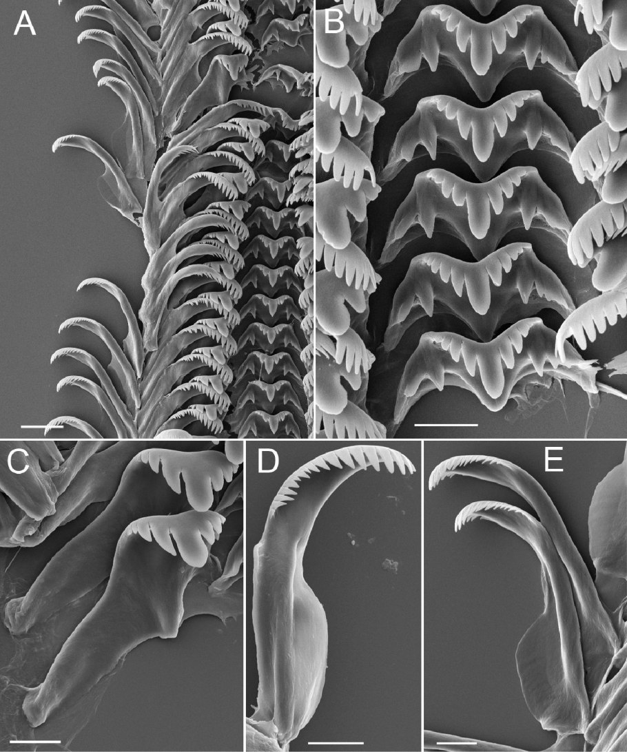 Radula perrottetii