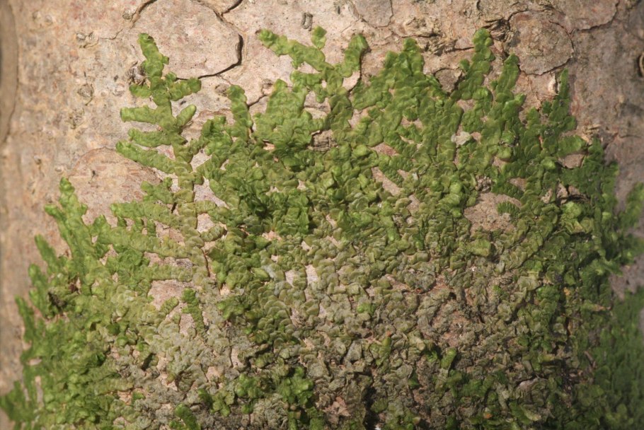 Radula complanata