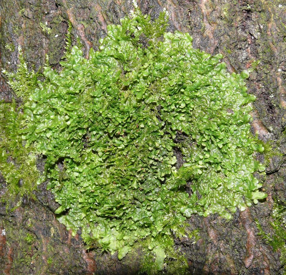 Печёночник (radula marginata)