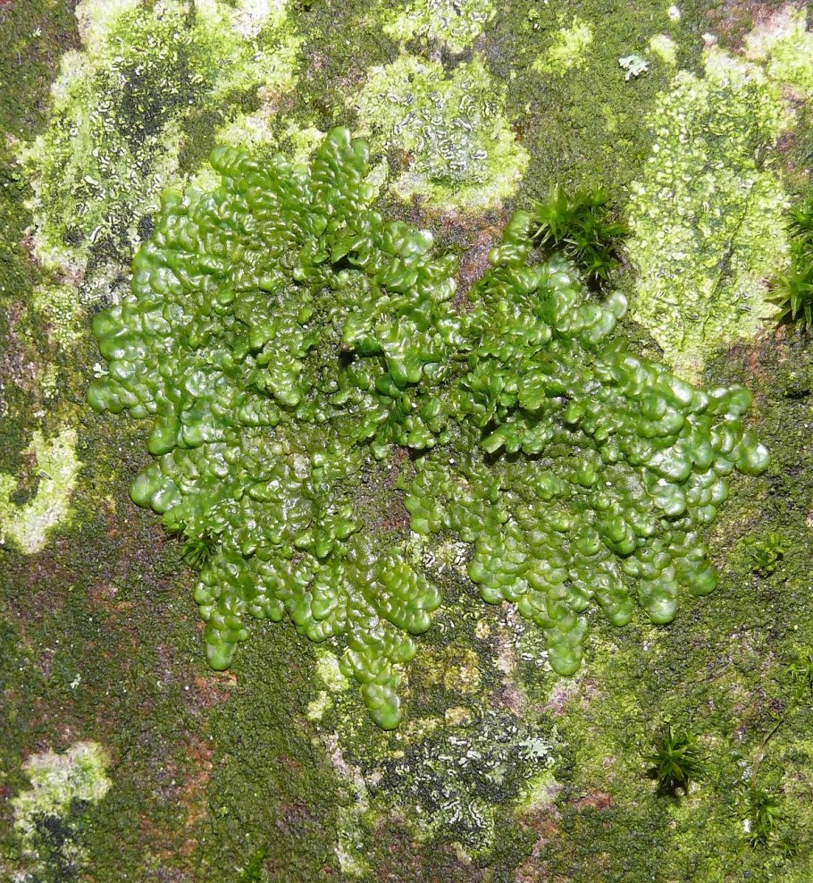 Radula complanata microskopiye