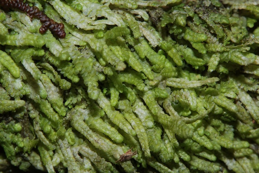 Bryum argenteum