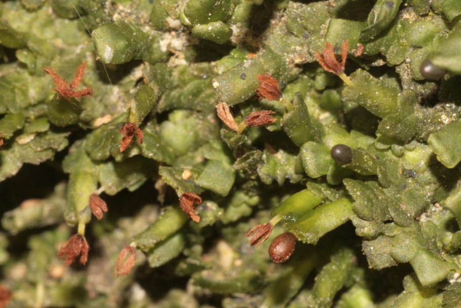 Radula perrottetii