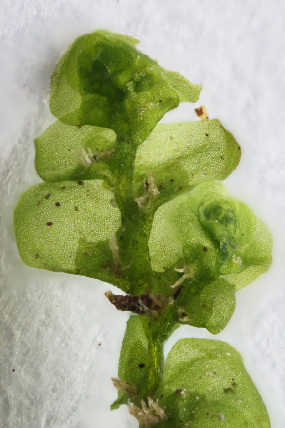 Radula marginata