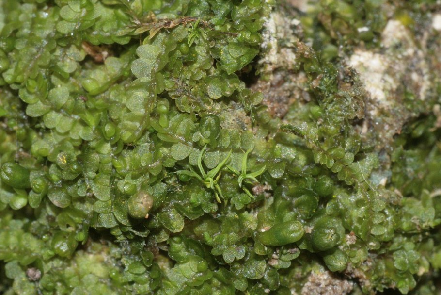 Radula perrottetii