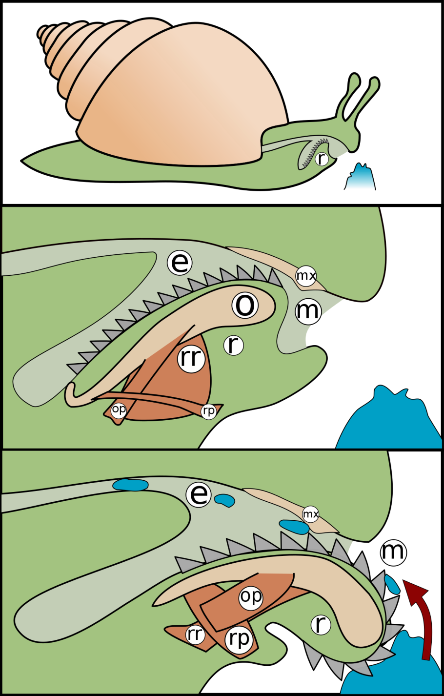 Radula complanata
