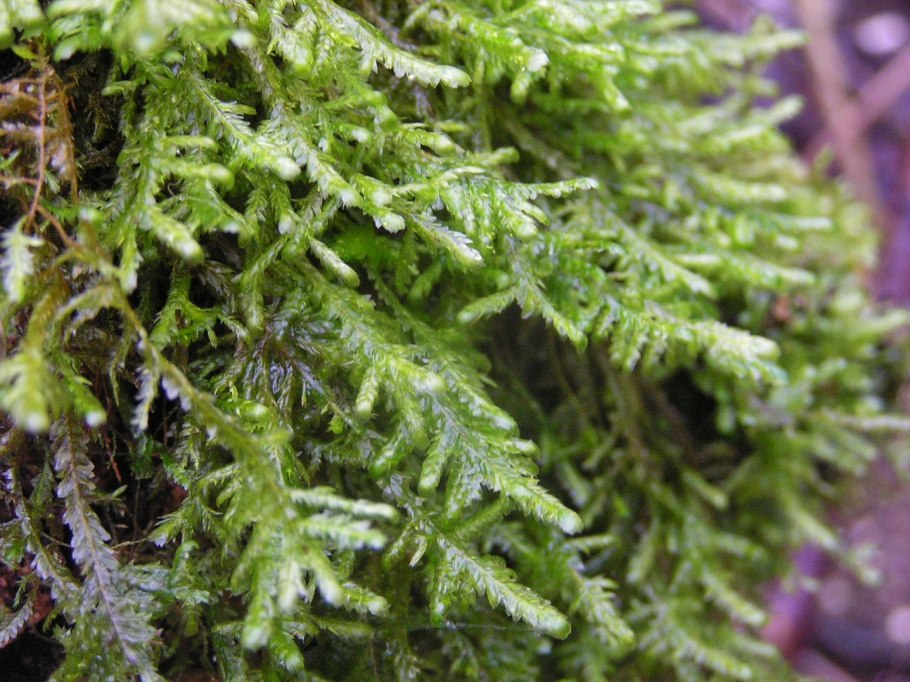 Jungermannia Atrovirens