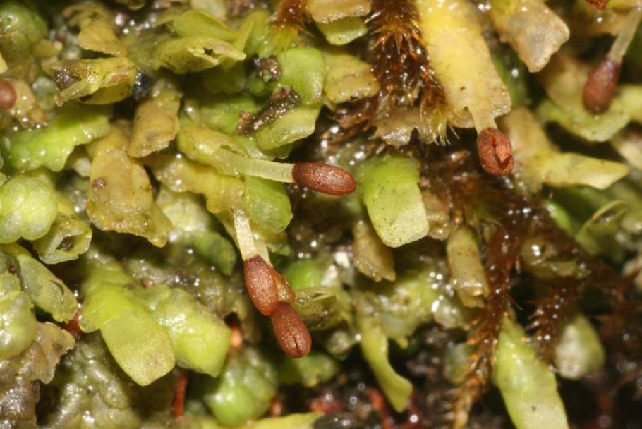 Radula complanata