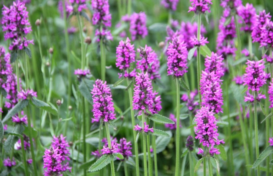 Буквица бетоника betonica officinalis