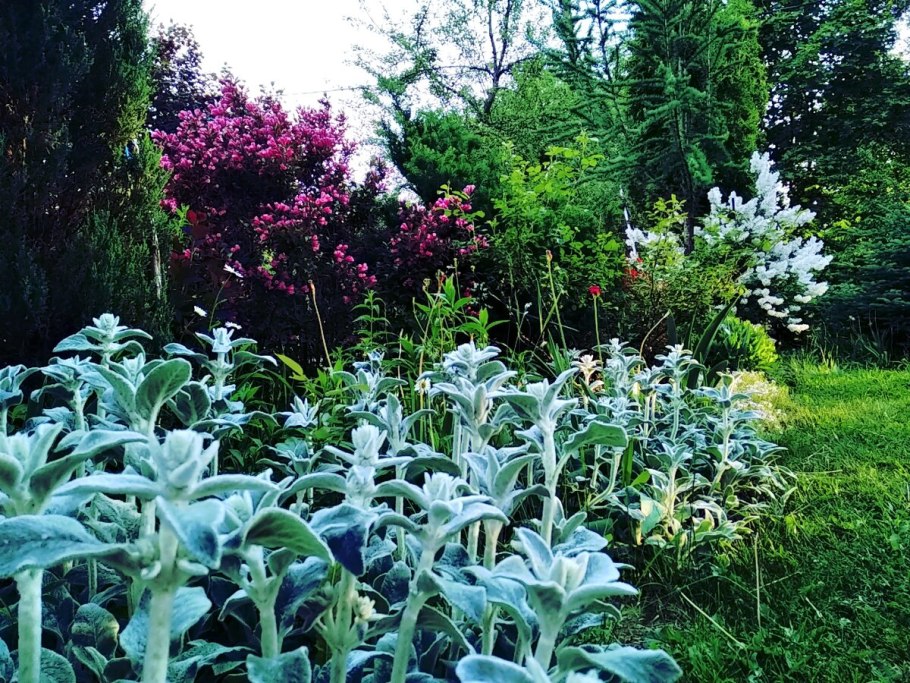 Стахис шерстистый чистец византийский