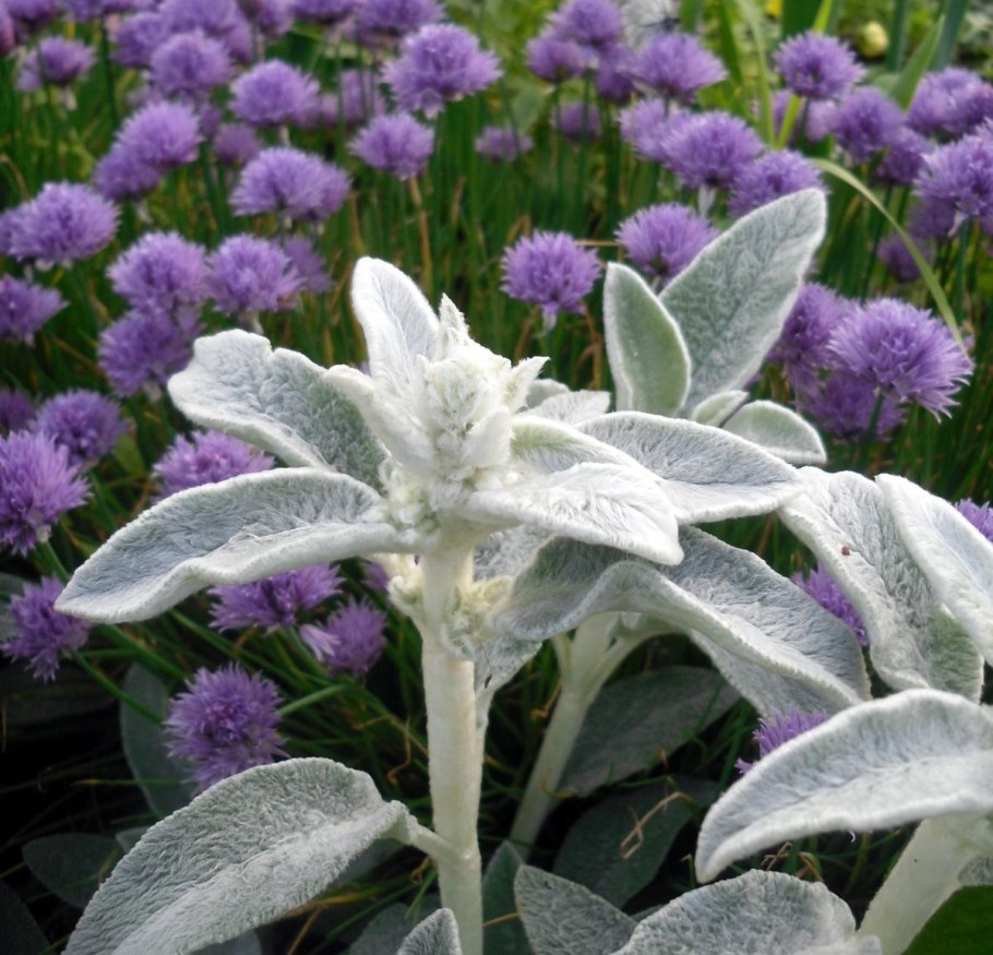 Стахис шерстистый сильвер карпет