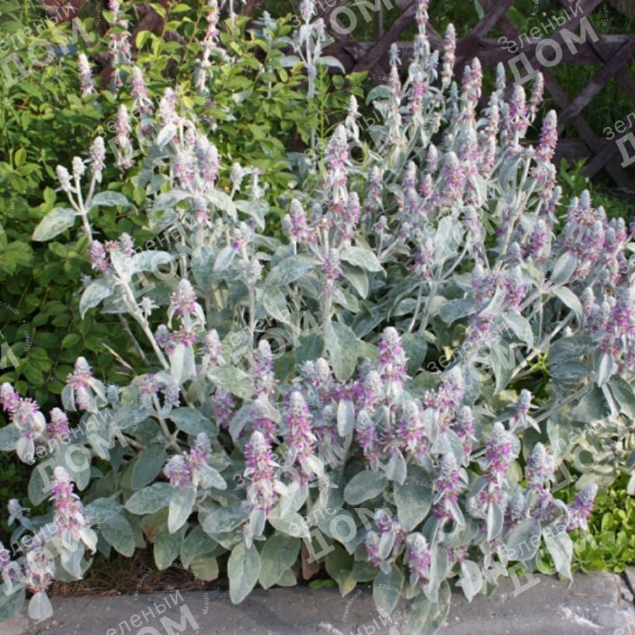 Чистец византийский стахис