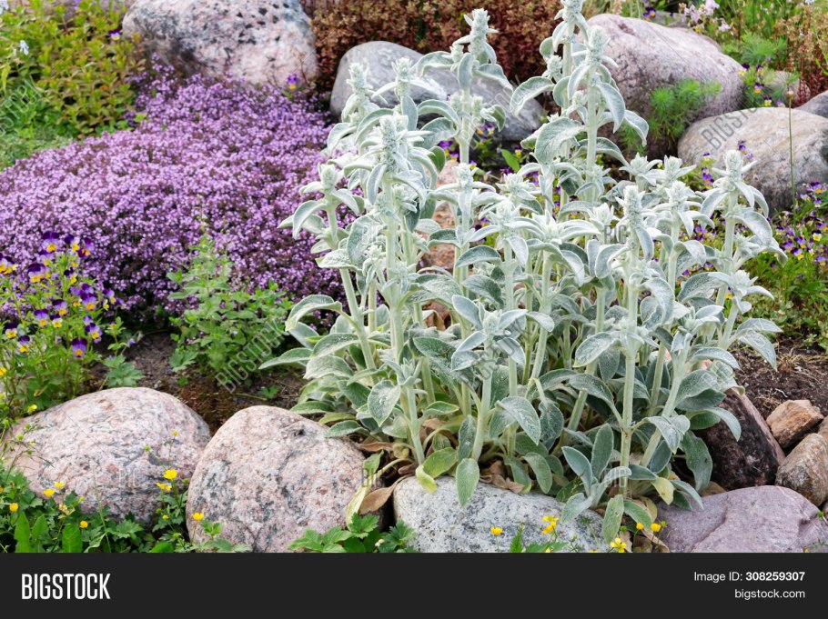 Стахис шерстистый сильвер карпет