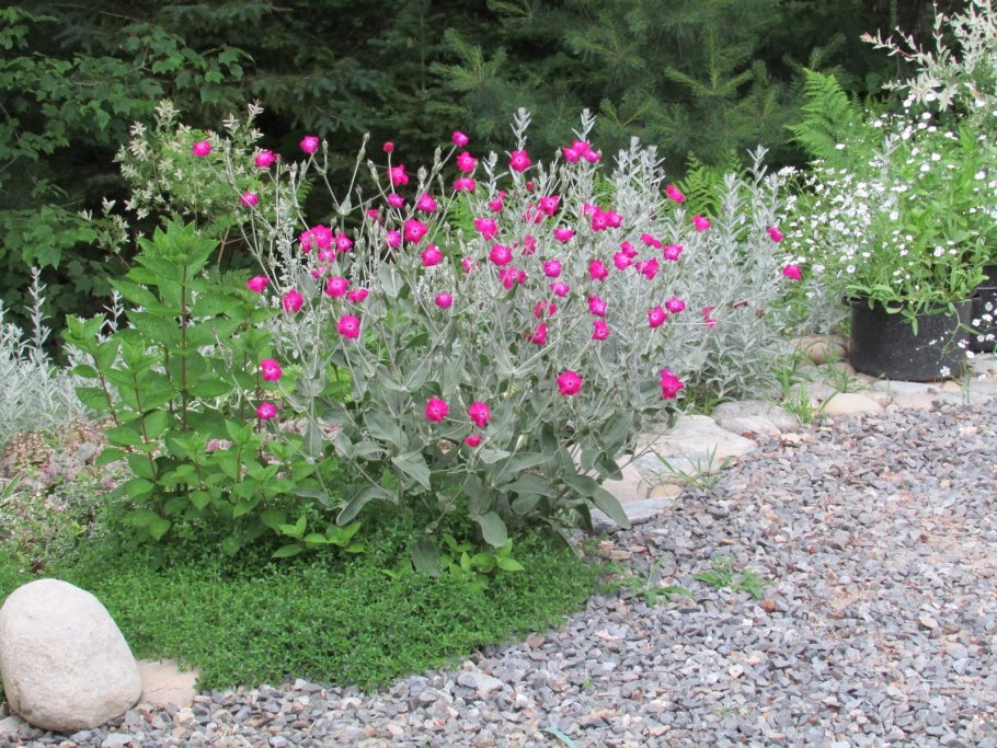 Лихнис корончатый