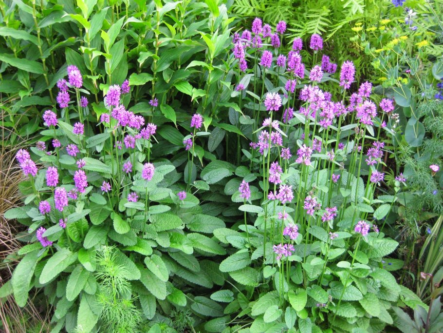 Буквица лекарственная betonica officinalis