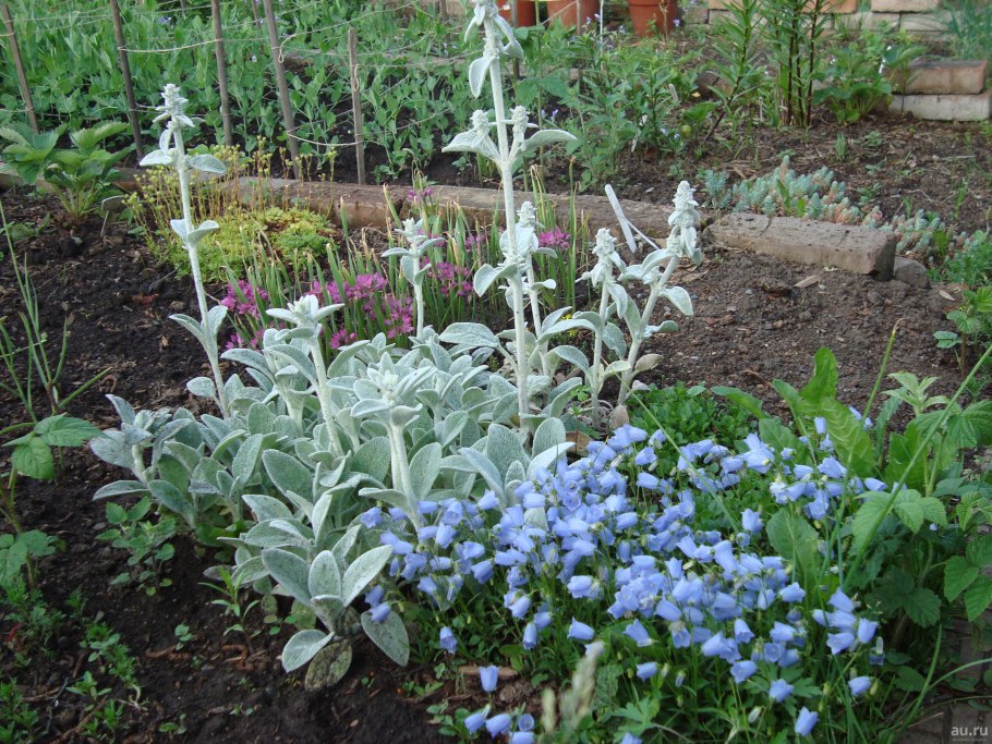 Стахис шерстистый чистец византийский