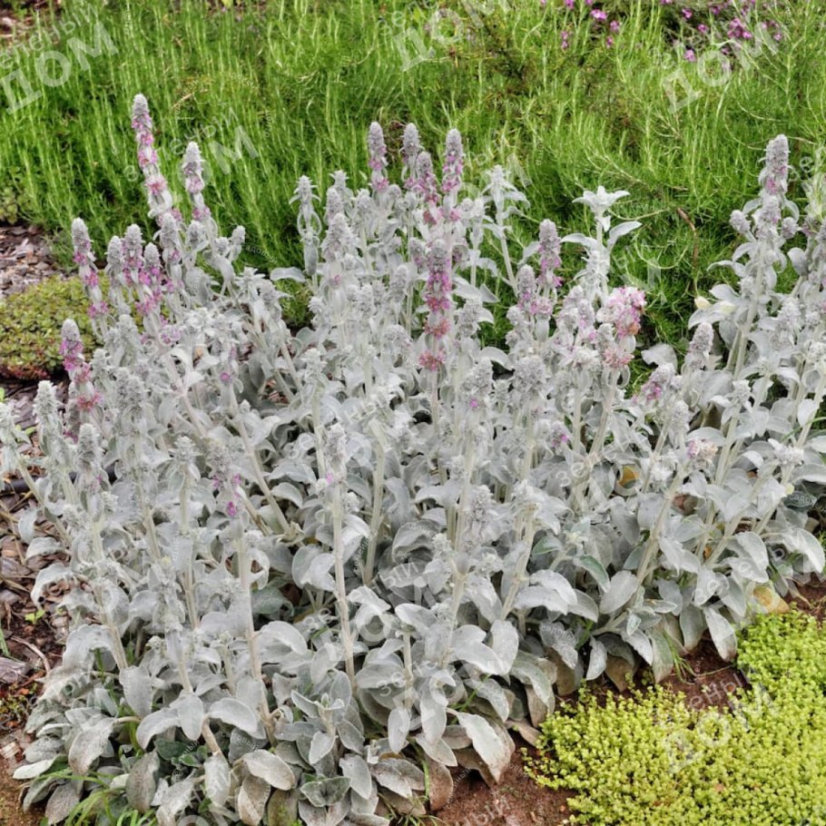 Стахис сильвер карпет