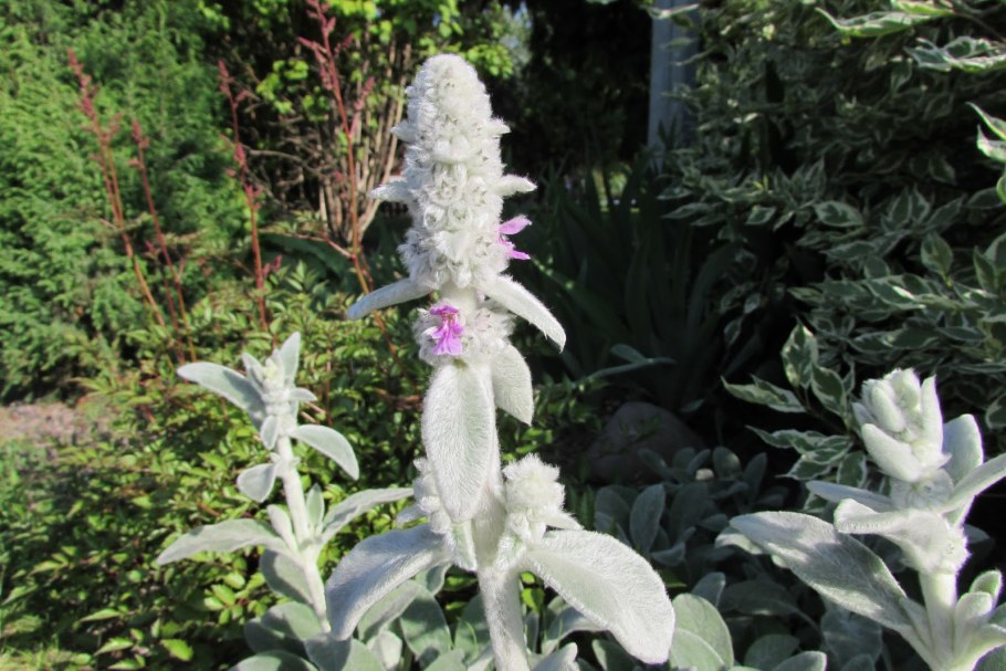 Стахис марвел шерстистый