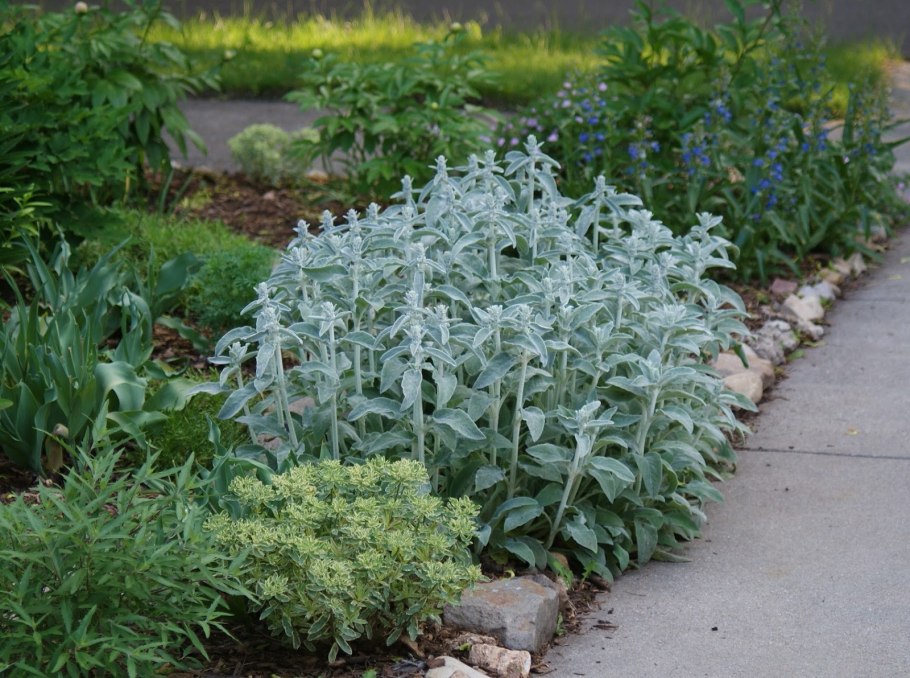 Стахис сильвер карпет