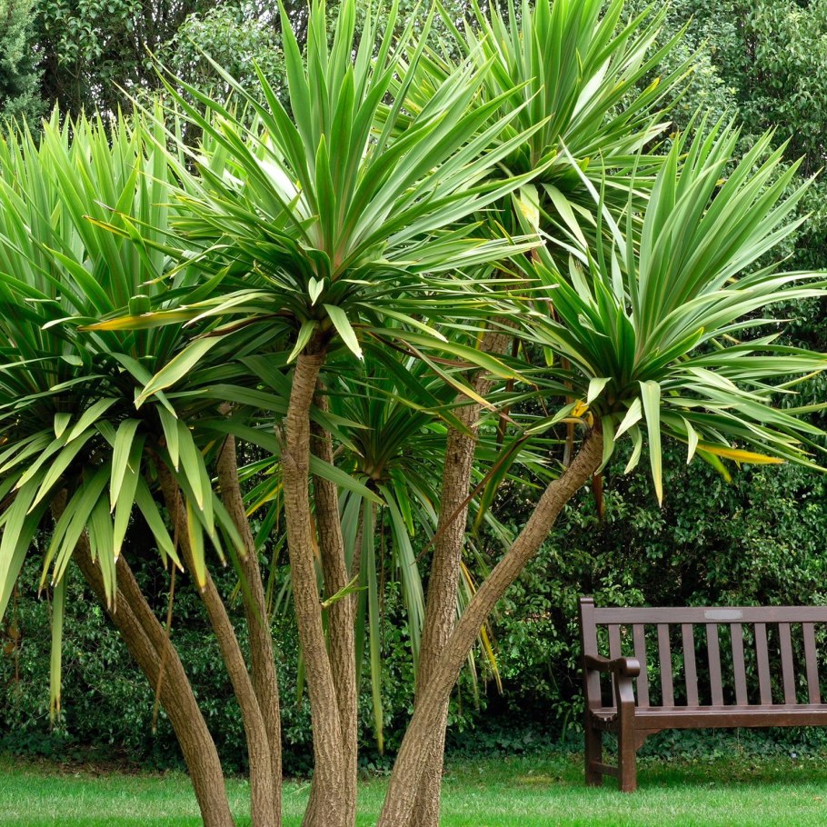 Драцена Cordyline
