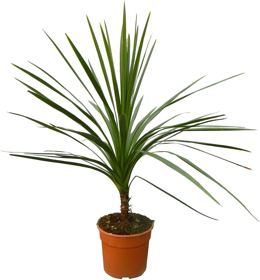 Кордилина сальса