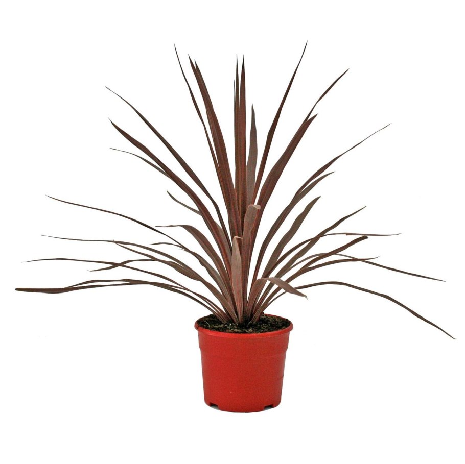 Cordyline Australis - Кордилина австралийская