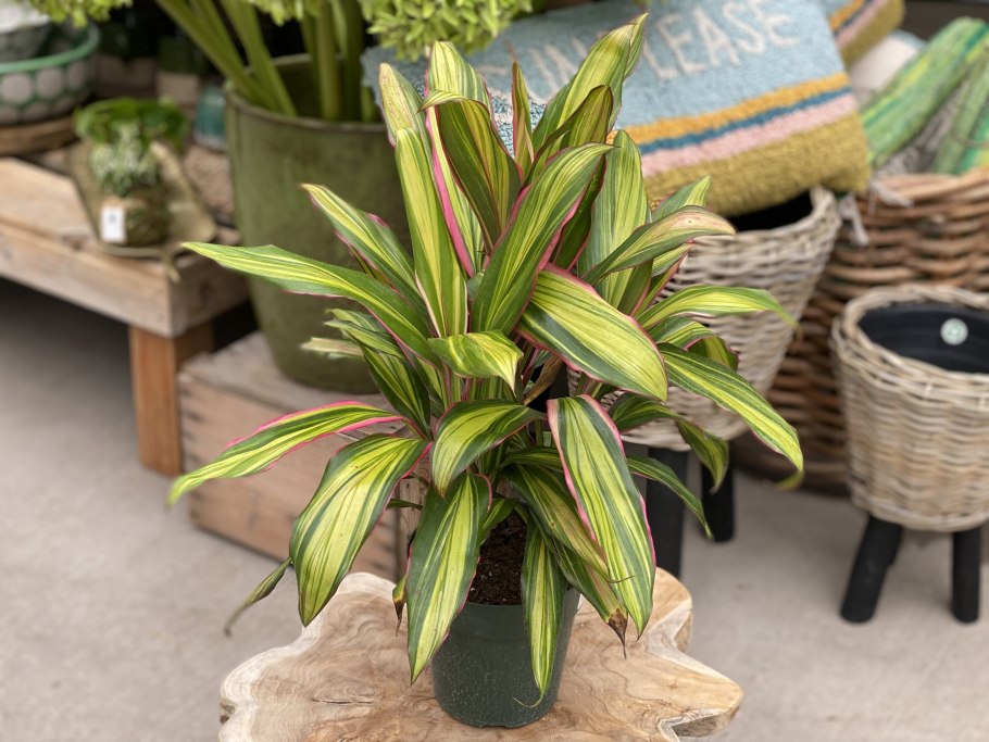 Кордилина Аустралис