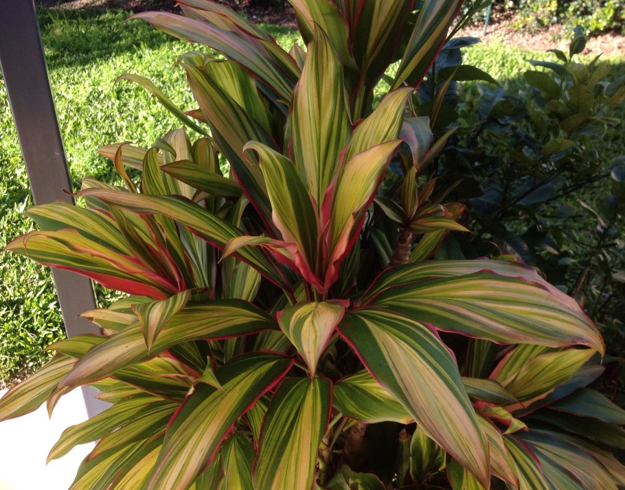Cordyline Australis