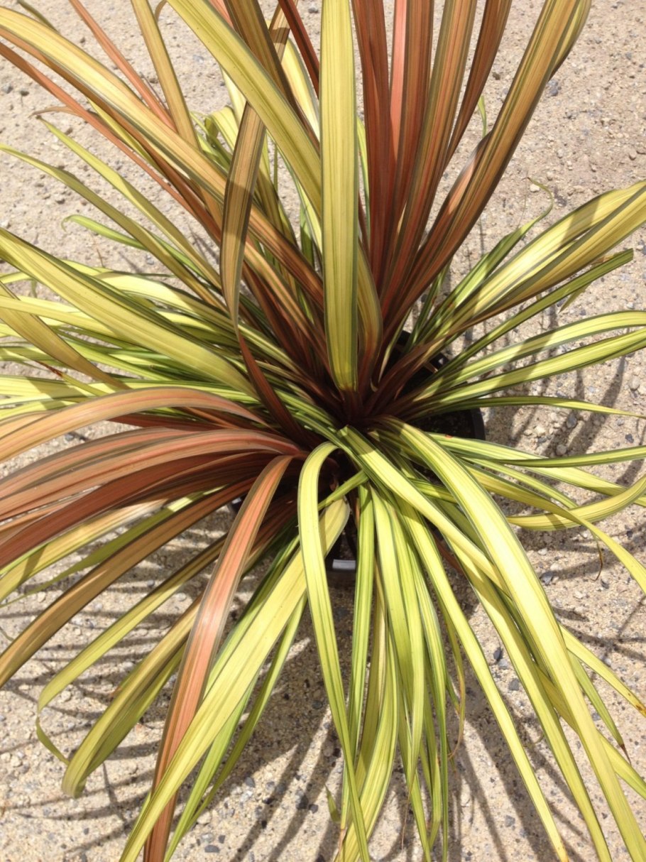 Юкка драцена кордилина