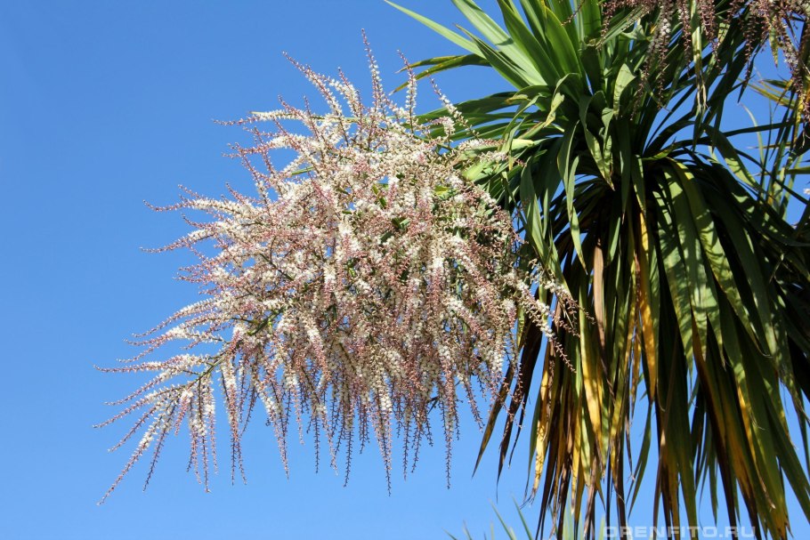 Финиковая Пальма цветени