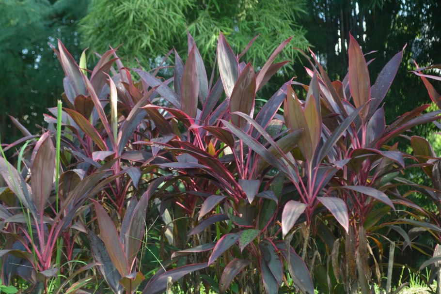 Cordyline Australis