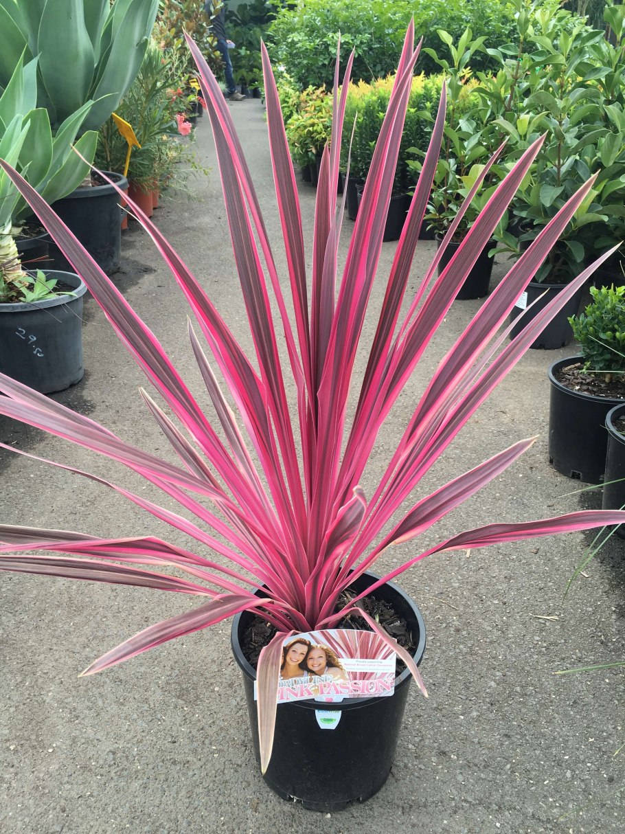 Cordyline Australis