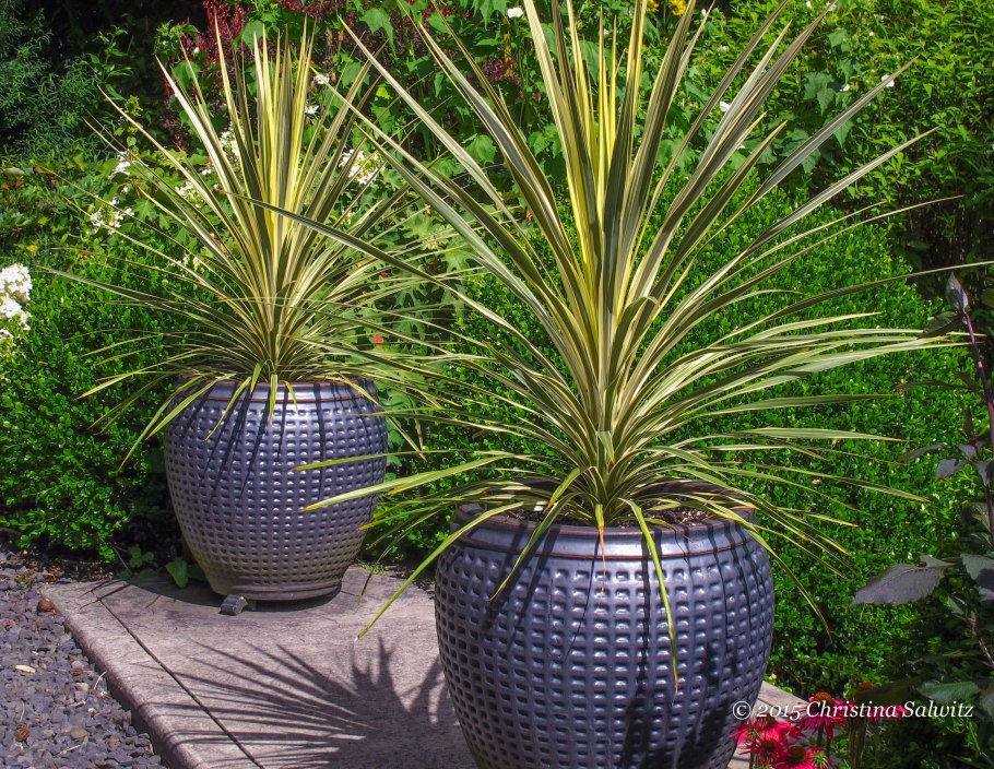 Cordyline indivisa