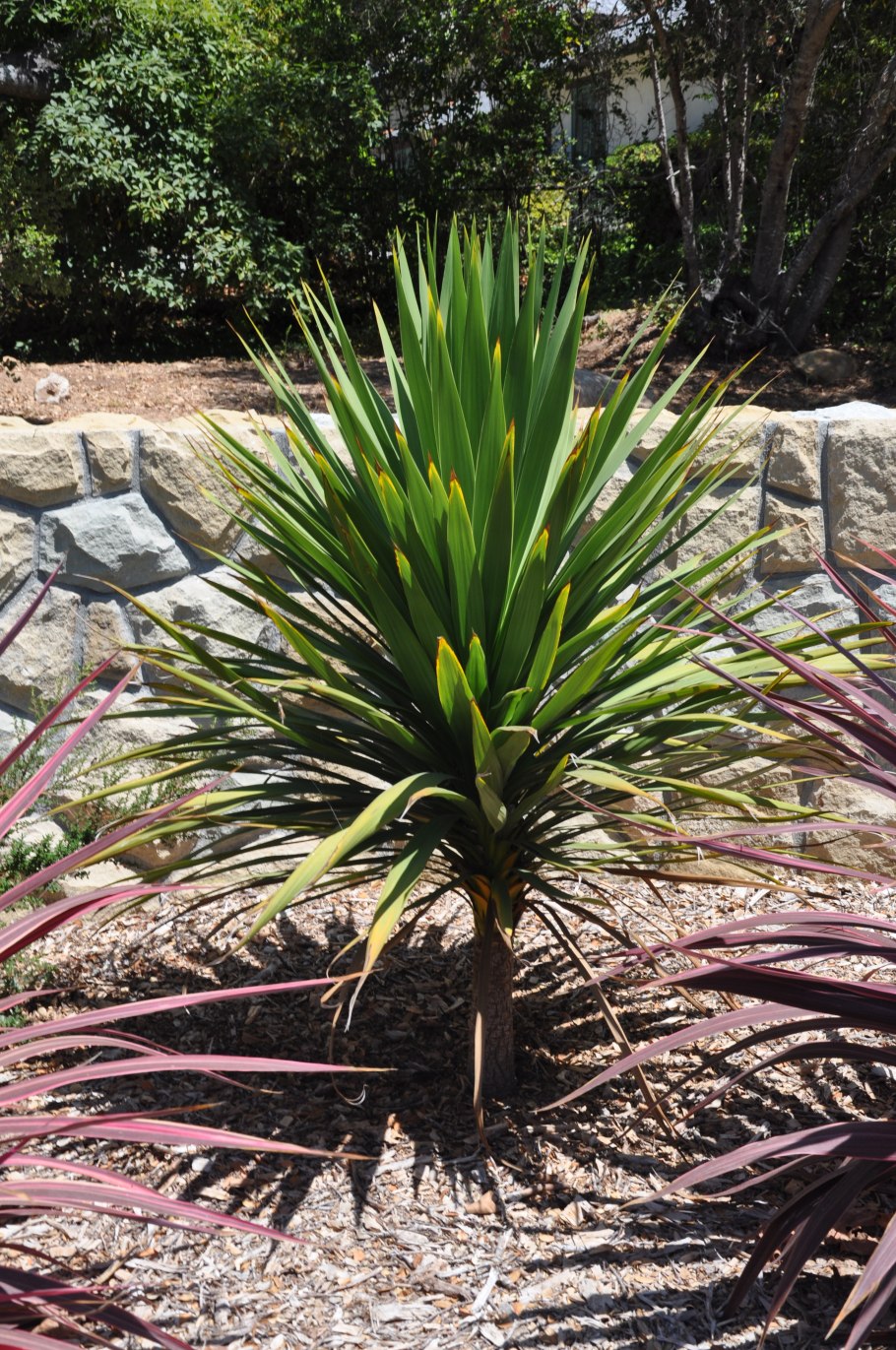 Cordyline australis