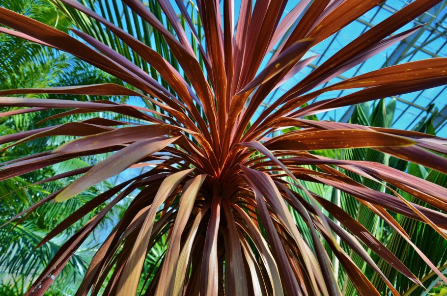 Cordyline Australis - Кордилина австралийская