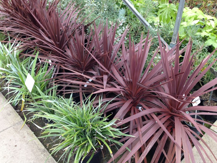 Cordyline australis