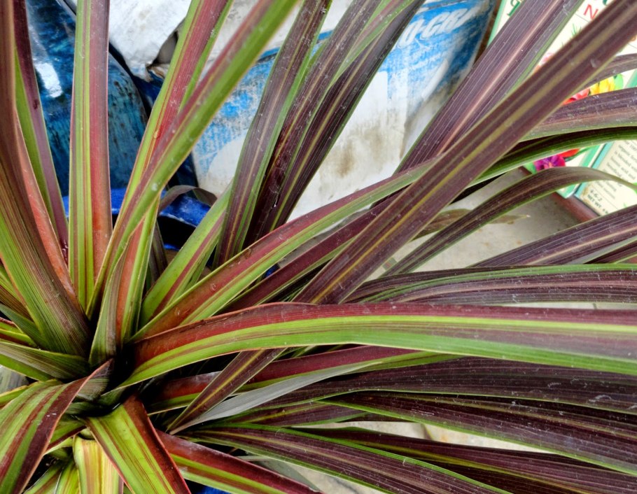 Кордилина Южная австралийская